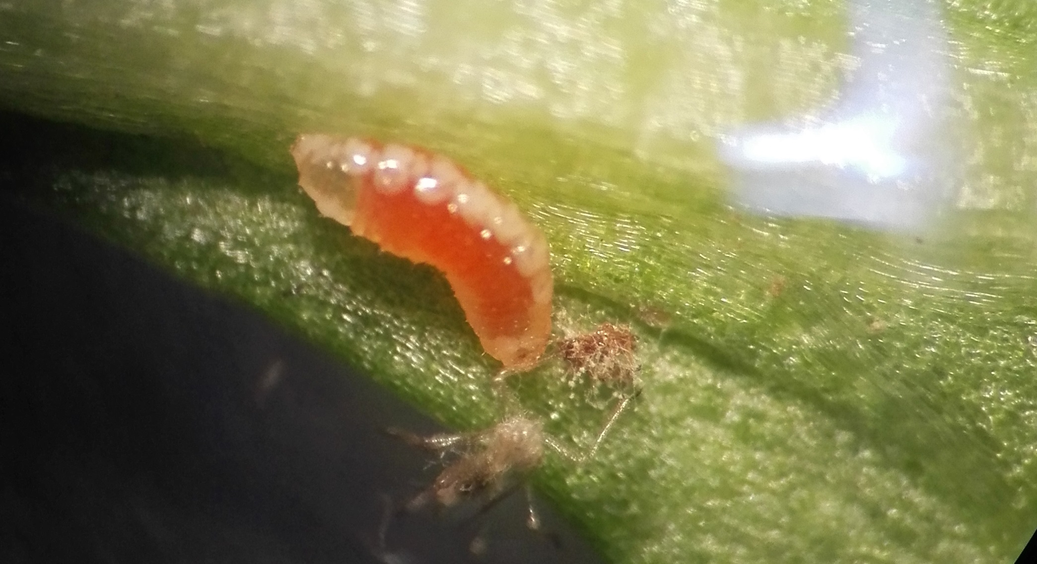 Aphidoletes aphidimyza vastne, foto Heini Koskula, Biotus.